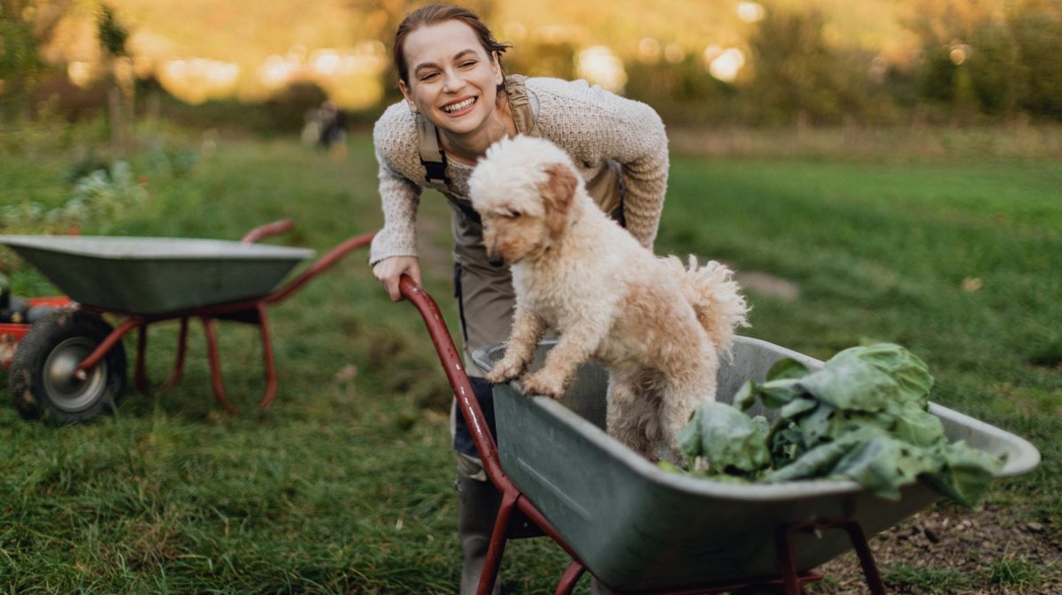 Frau im Garten, die ihren Hund in einer Schubkarre schiebt