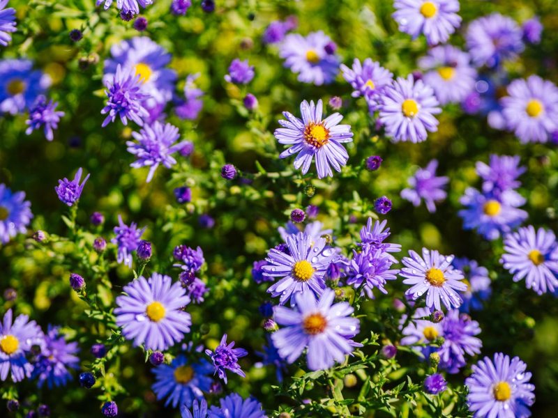 Lila Herbstastern im Garten