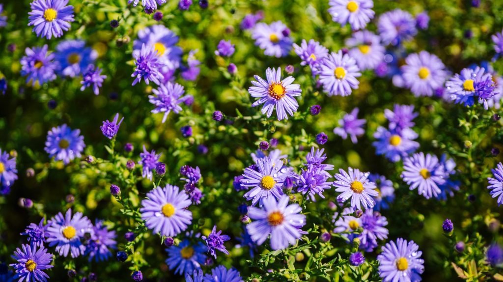 Lila Herbstastern im Garten