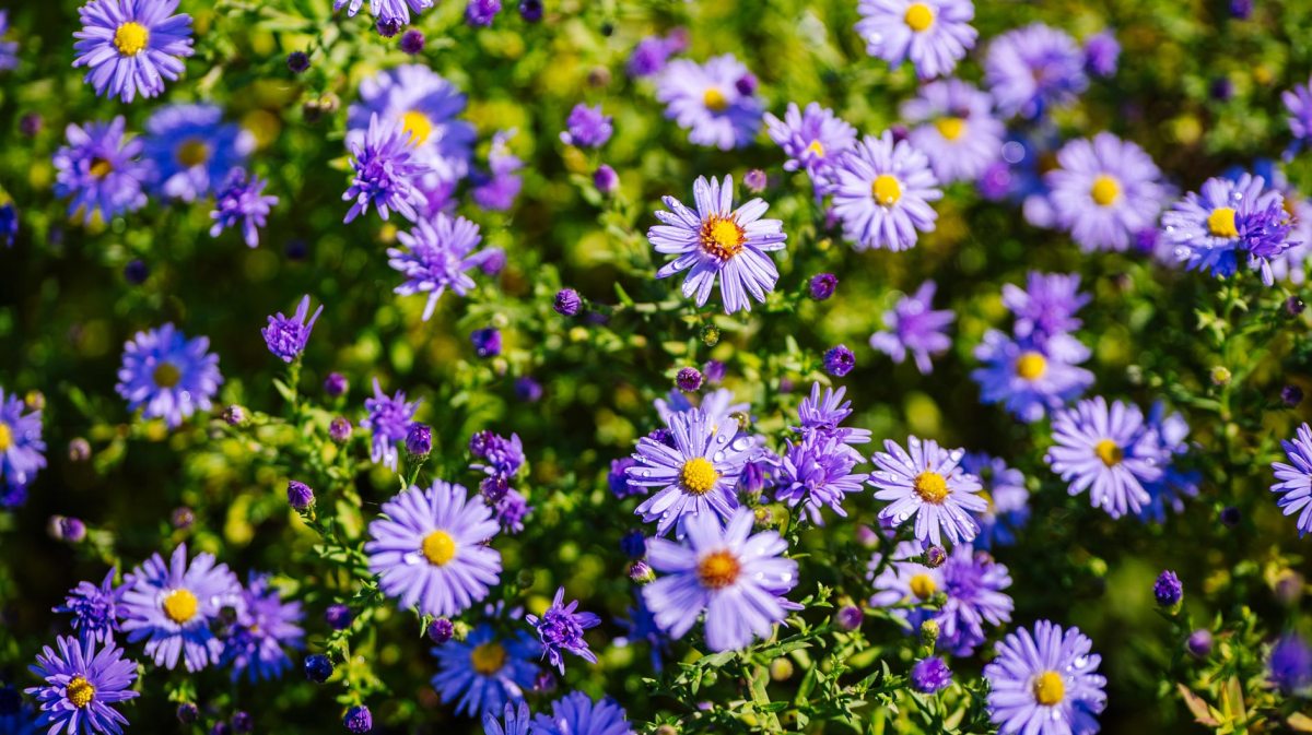 Lila Herbstastern im Garten