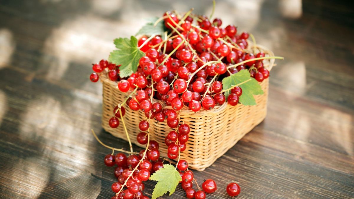 Rote Johannisbeeren in geflochtenem Korb