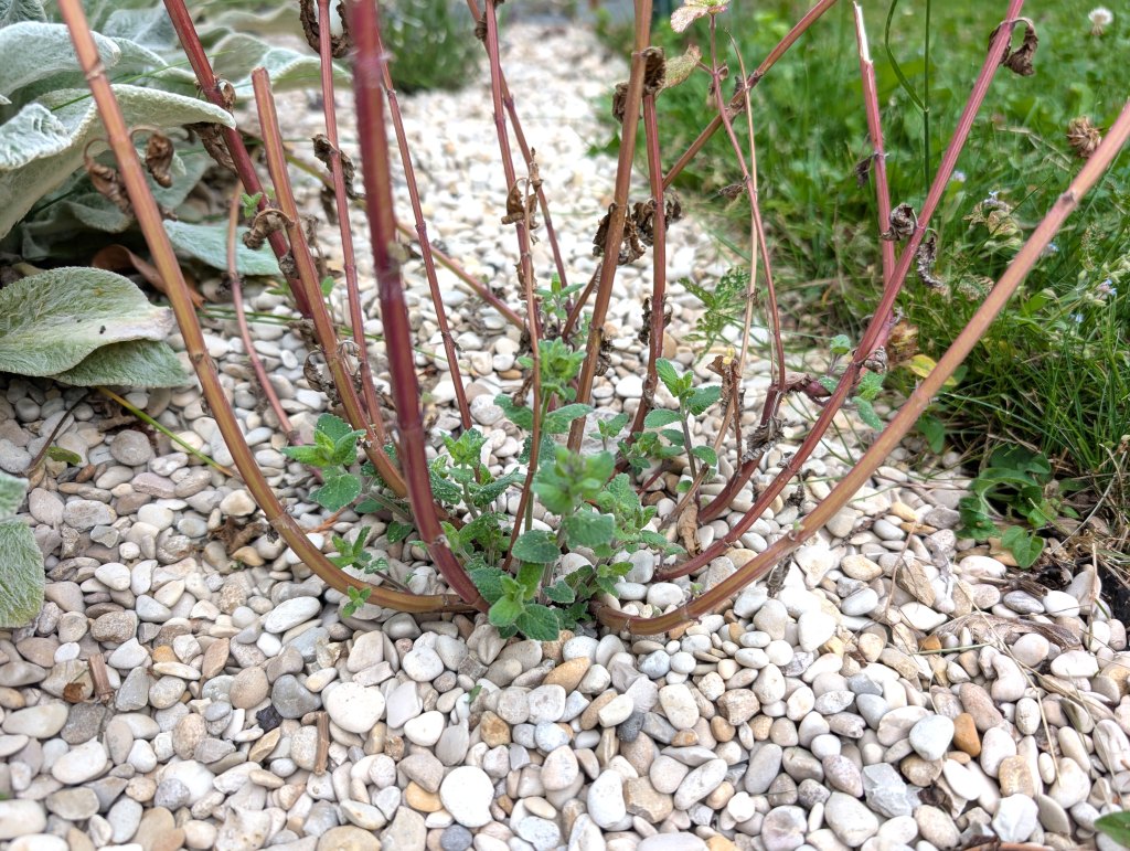 Zurückgeschnittene Katzenminze