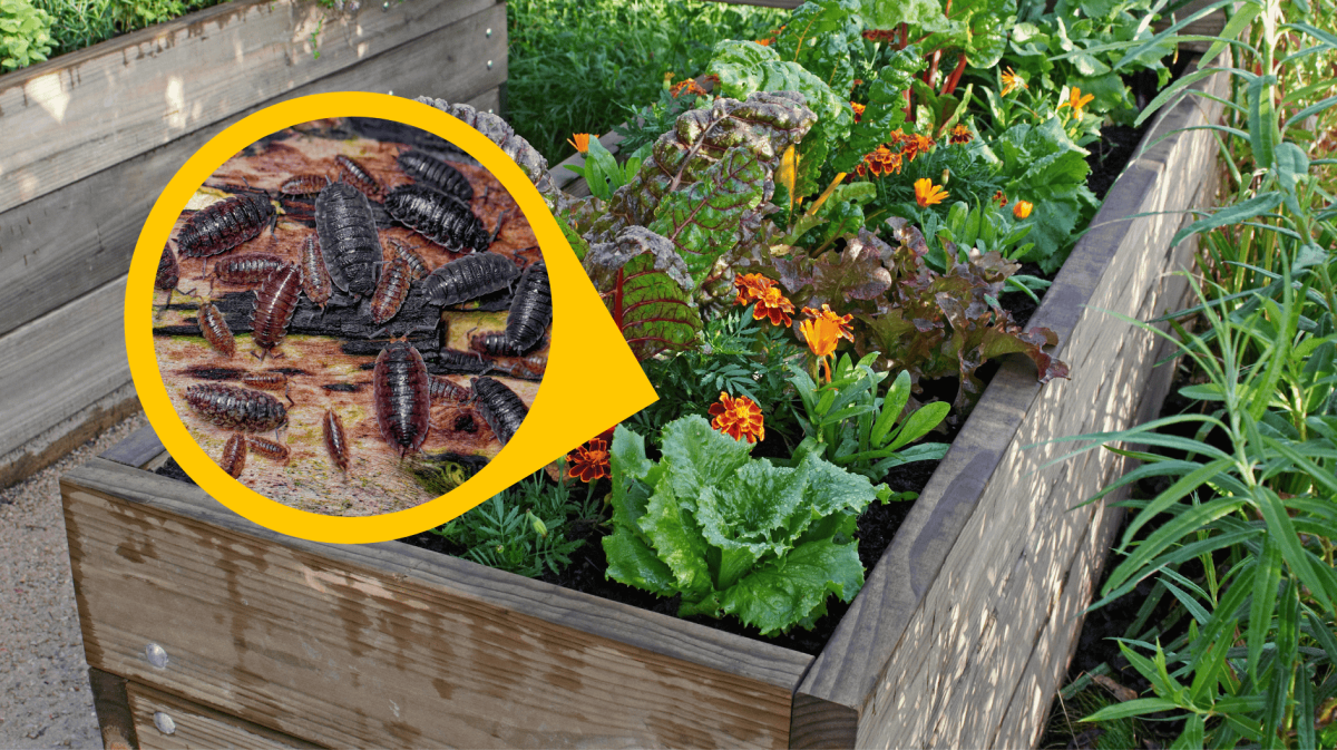 Hochbeet mit einem Hinweis auf Kellerasseln.