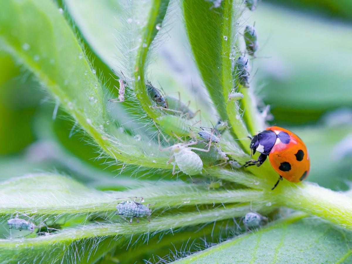 Ein Marienk&auml;fer frisst die Blattl&auml;use auf Pflanzen.