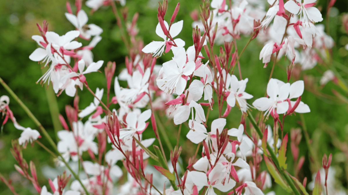 Weiße Prachtkerzen auf einer Wiese