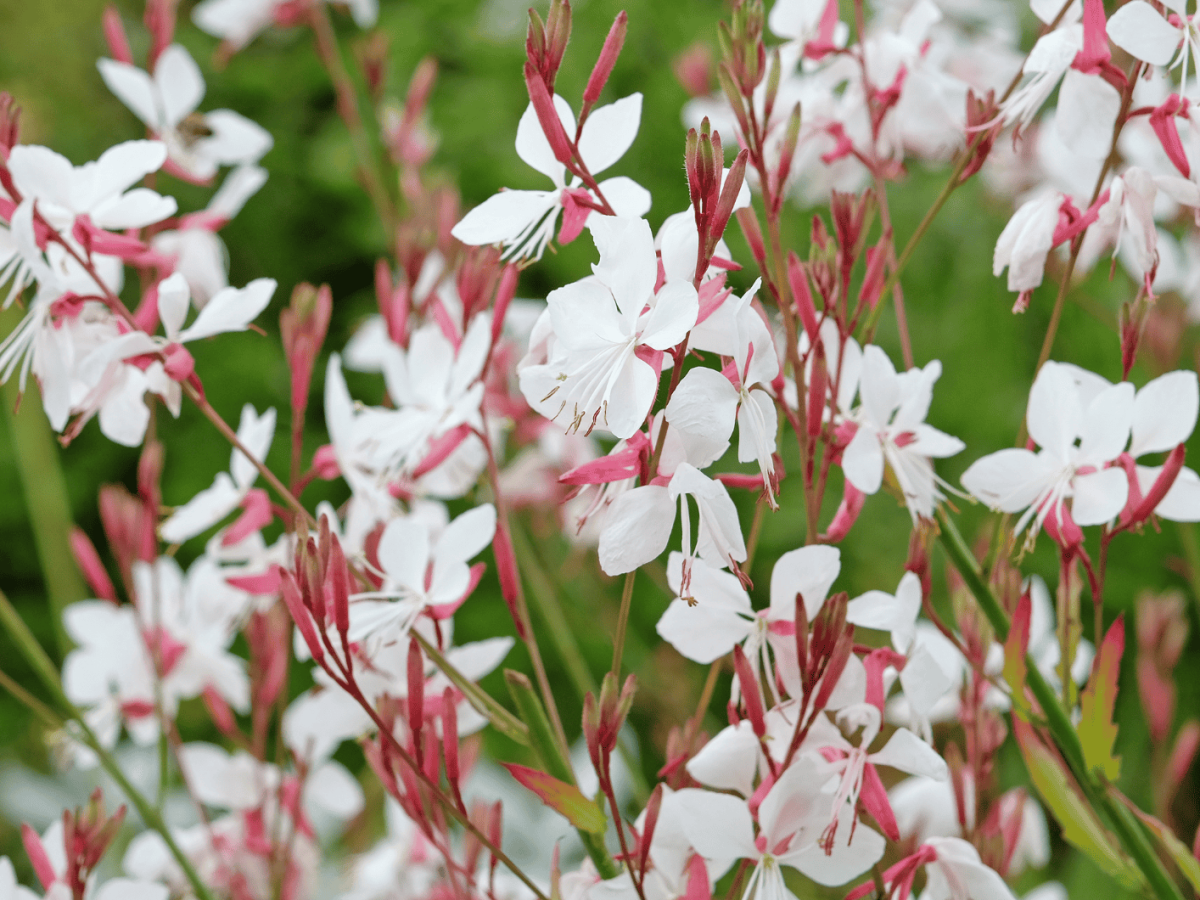 Weiße Prachtkerzen auf einer Wiese