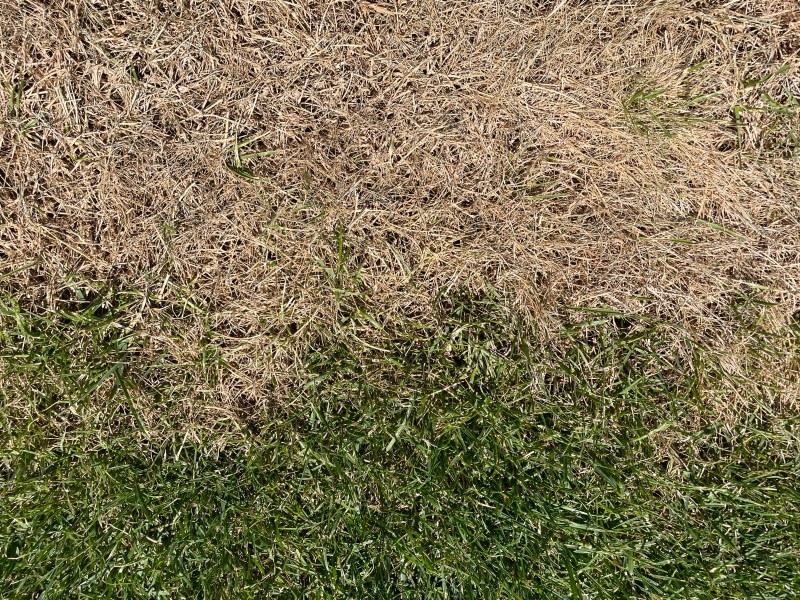 Verbrannter und grüner Rasen im Sommer