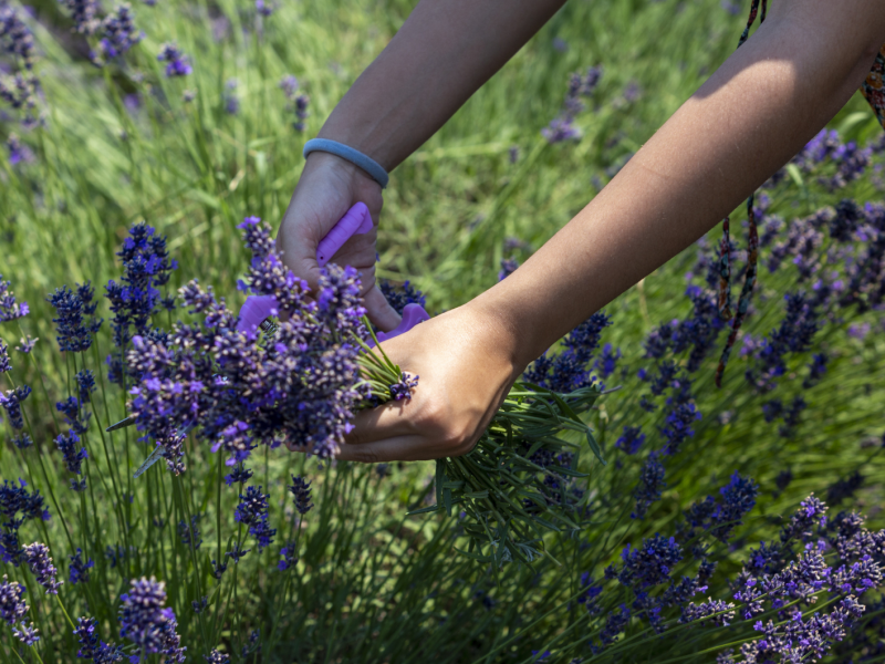 Lavendel-Schnitt in der Sonne.