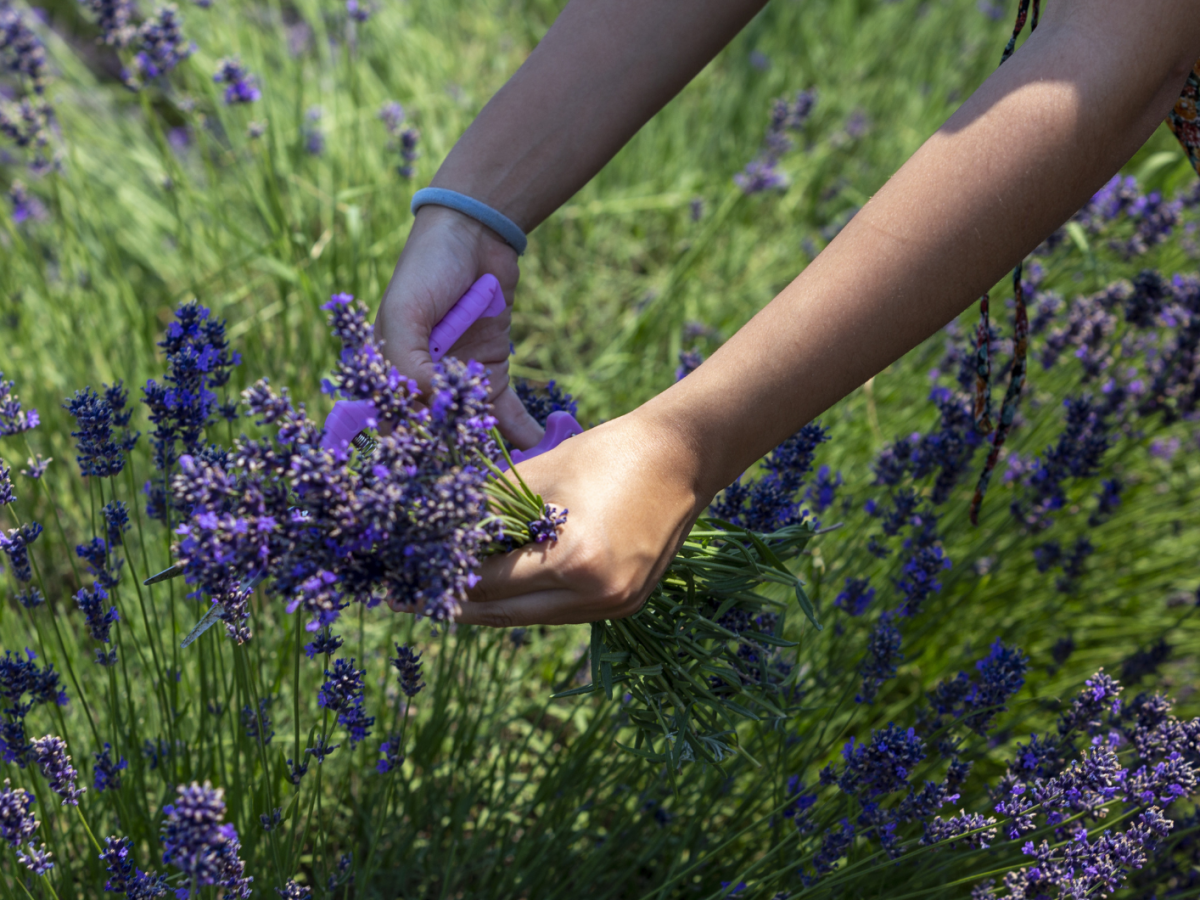 Lavendel-Schnitt in der Sonne.
