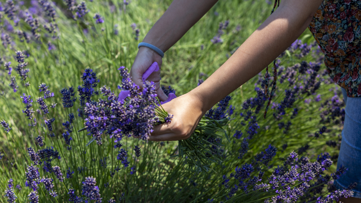 Lavendel-Schnitt in der Sonne.