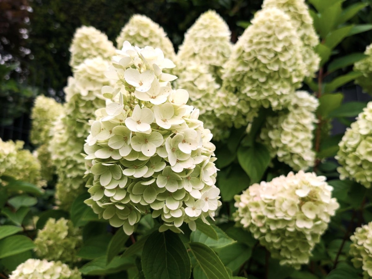Weiße Rispenhortensien im August