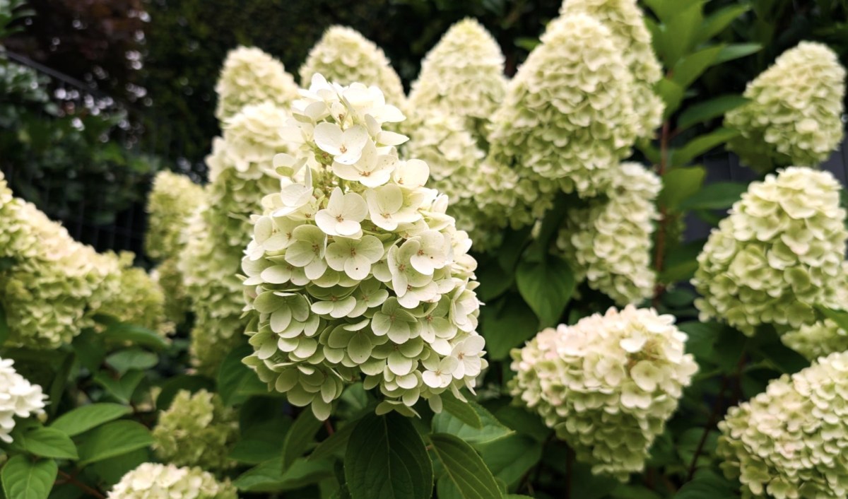 Weiße Rispenhortensien im August