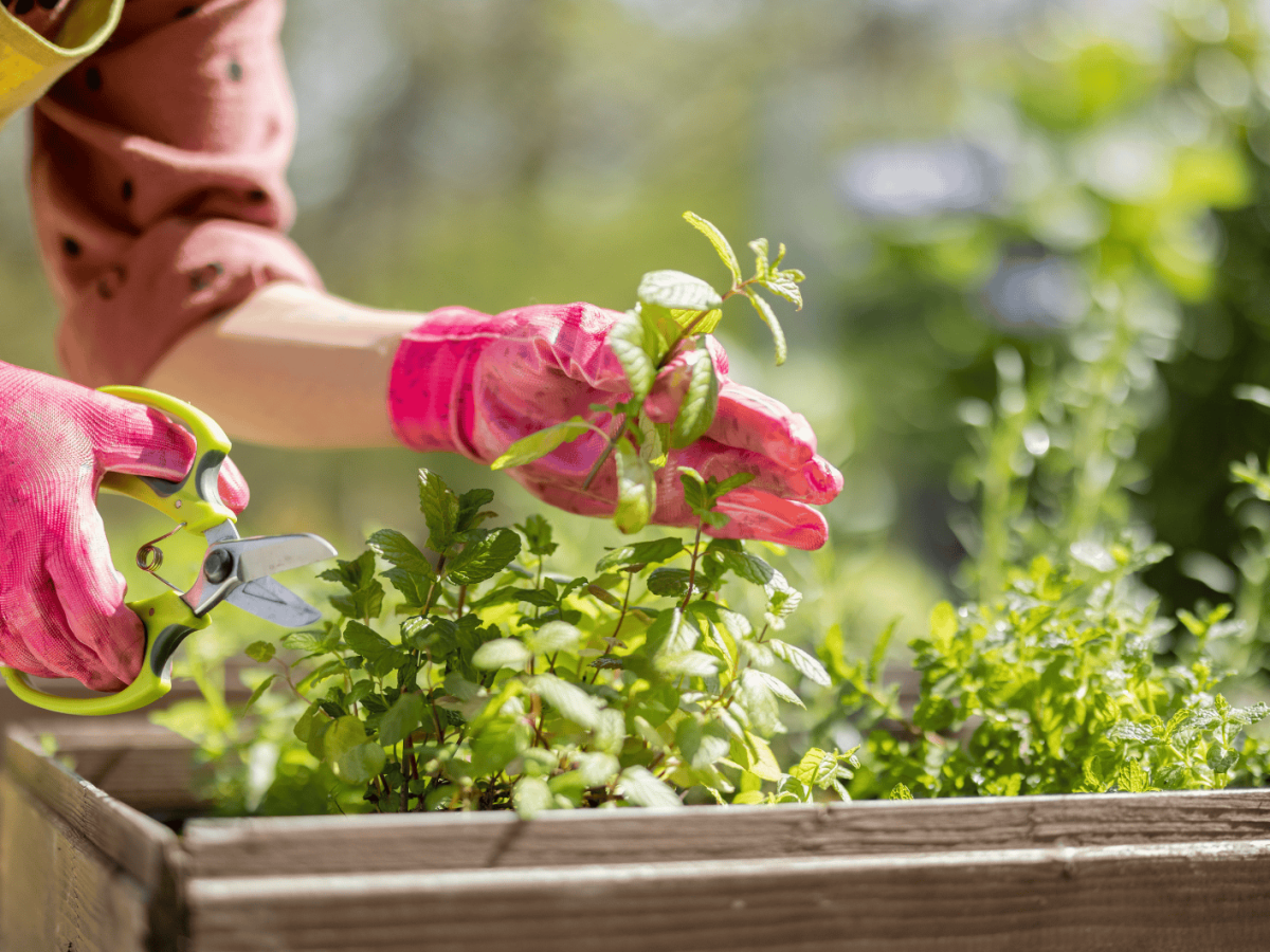 Person schneidet Kr&auml;uter in Gartenbeet ab.