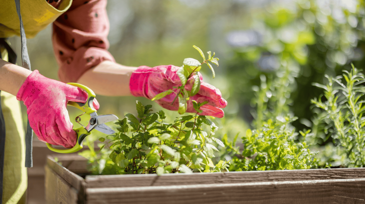 Person schneidet Kräuter in Gartenbeet ab.