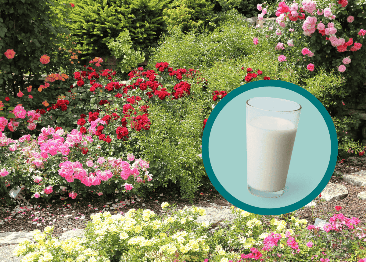 Rosengarten mit einem Glas Milch.