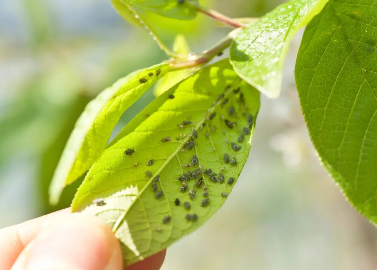 Frau hält ein Blatt, auf dem sich viele Blattläuse befinden.