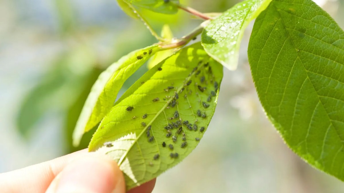Frau hält ein Blatt, auf dem sich viele Blattläuse befinden.