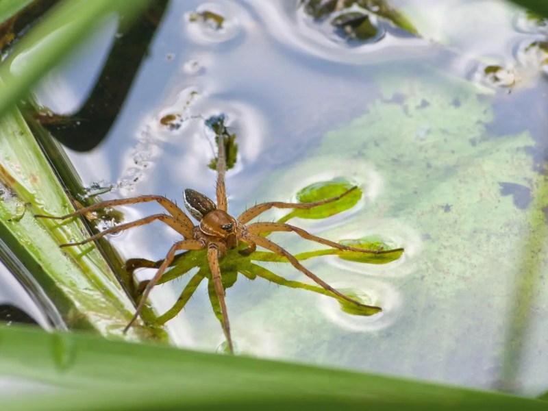 Bild einer gro&szlig;en Gerandeten Wasserspinne auf der Wasseroberfl&auml;che zwischen Schilf.