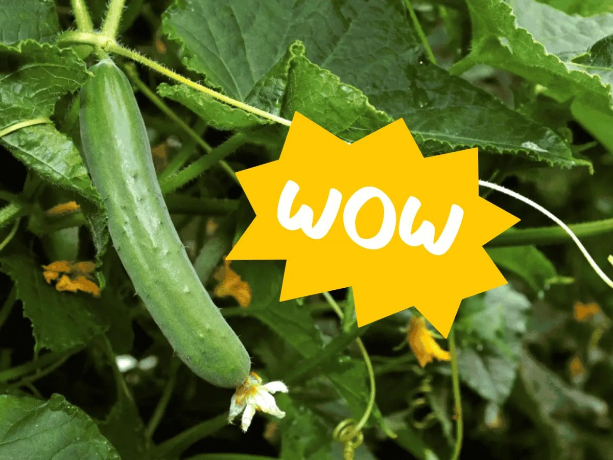 Gurkenpflanzen im Garten