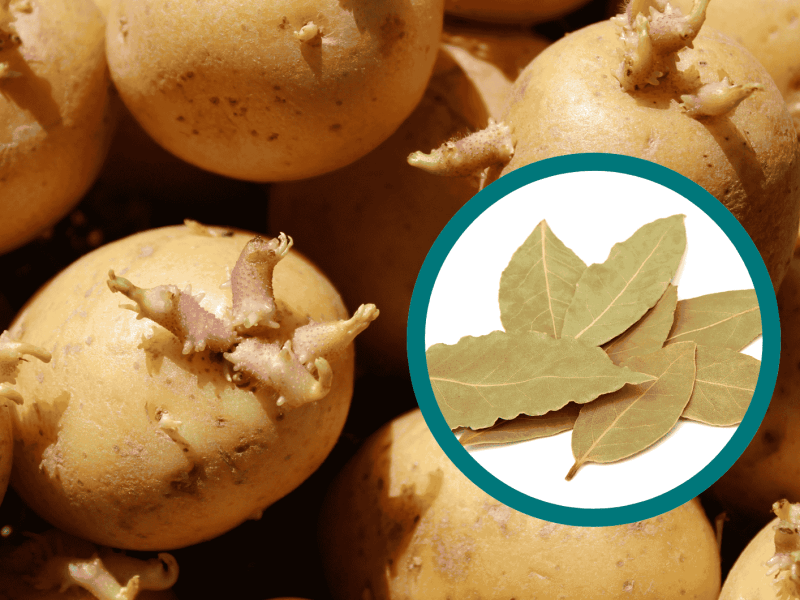 Lorbeerblatt bei keimenden Kartoffeln.