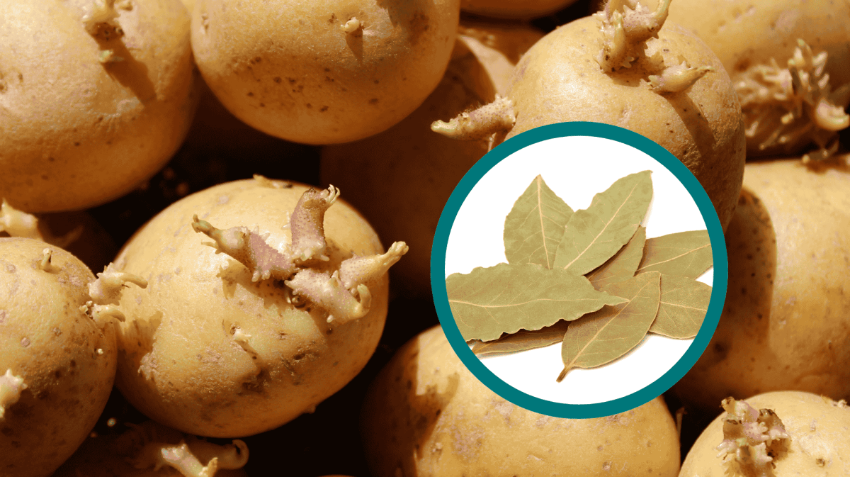 Lorbeerblatt bei keimenden Kartoffeln.