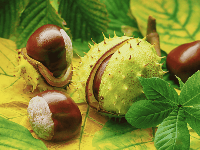 Rosskastanien auf Herbstlaub.