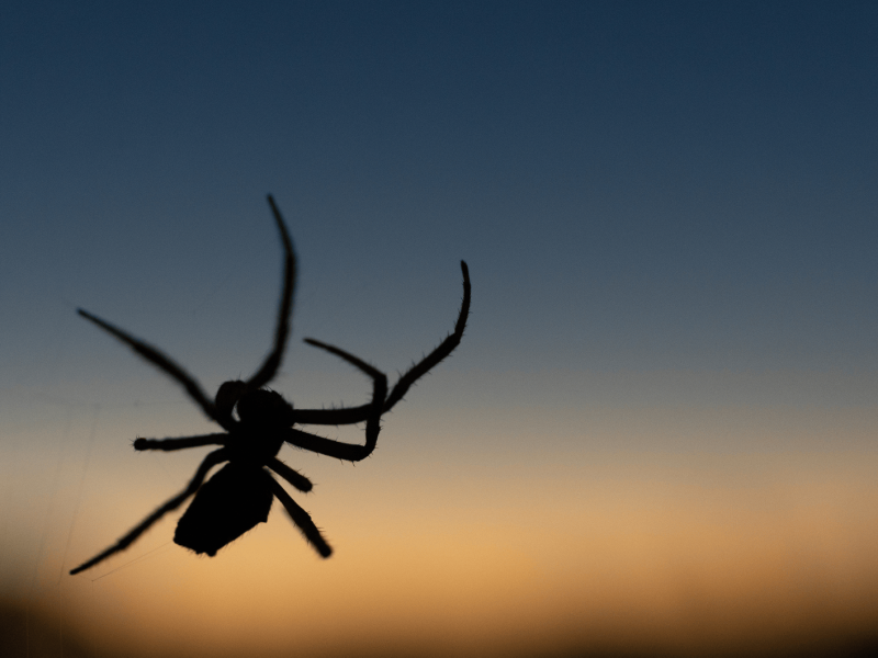 Silhouette einer Spinne an einem feinen Netz, während im Hintergrund ein ruhiger Sonnenuntergang den Himmel färbt.