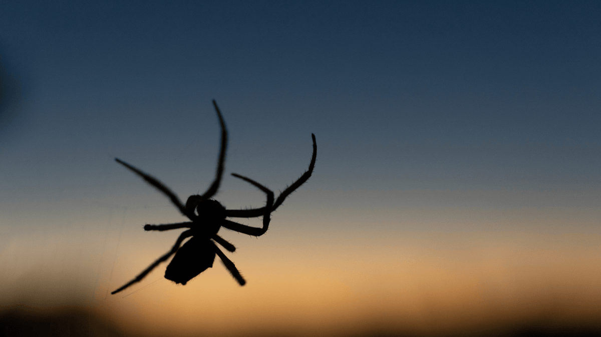 Silhouette einer Spinne an einem feinen Netz, während im Hintergrund ein ruhiger Sonnenuntergang den Himmel färbt.