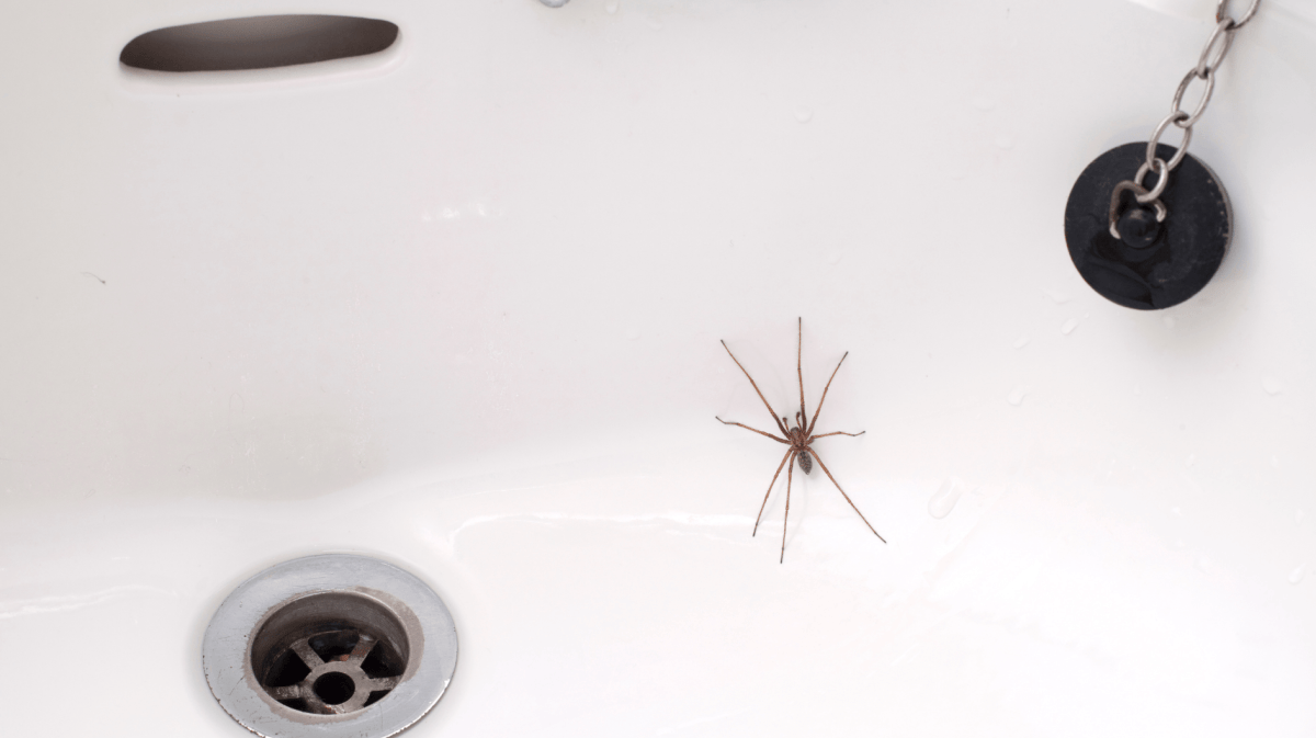 Große Spinne krabbelt im Waschbecken.