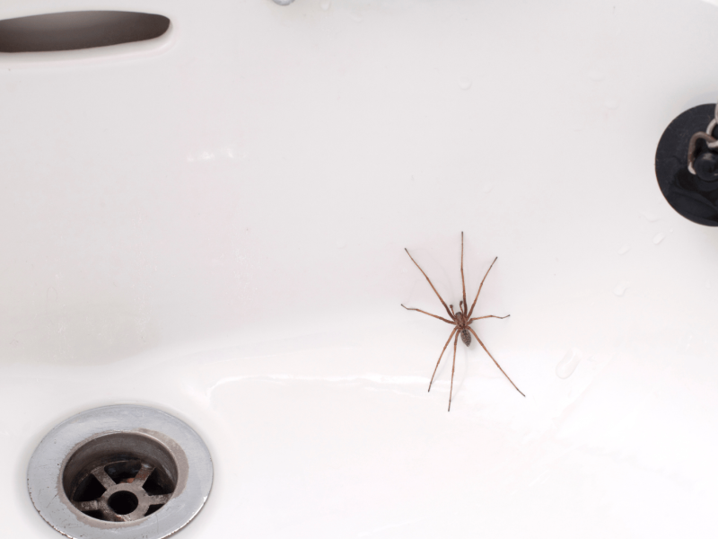 Große Spinne krabbelt im Waschbecken.