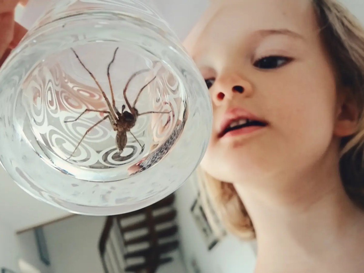Kind schaut sich eine Spinne an, die in einem Trinkglas gefangen wurde.