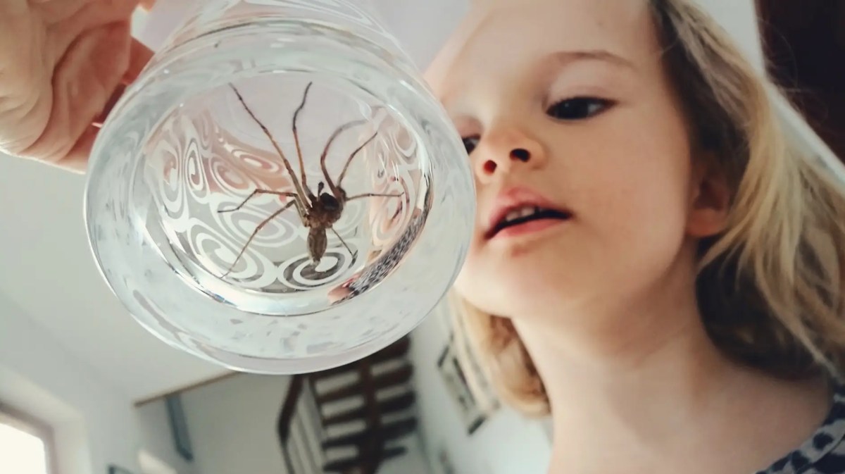 Kind schaut sich eine Spinne an, die in einem Trinkglas gefangen wurde.