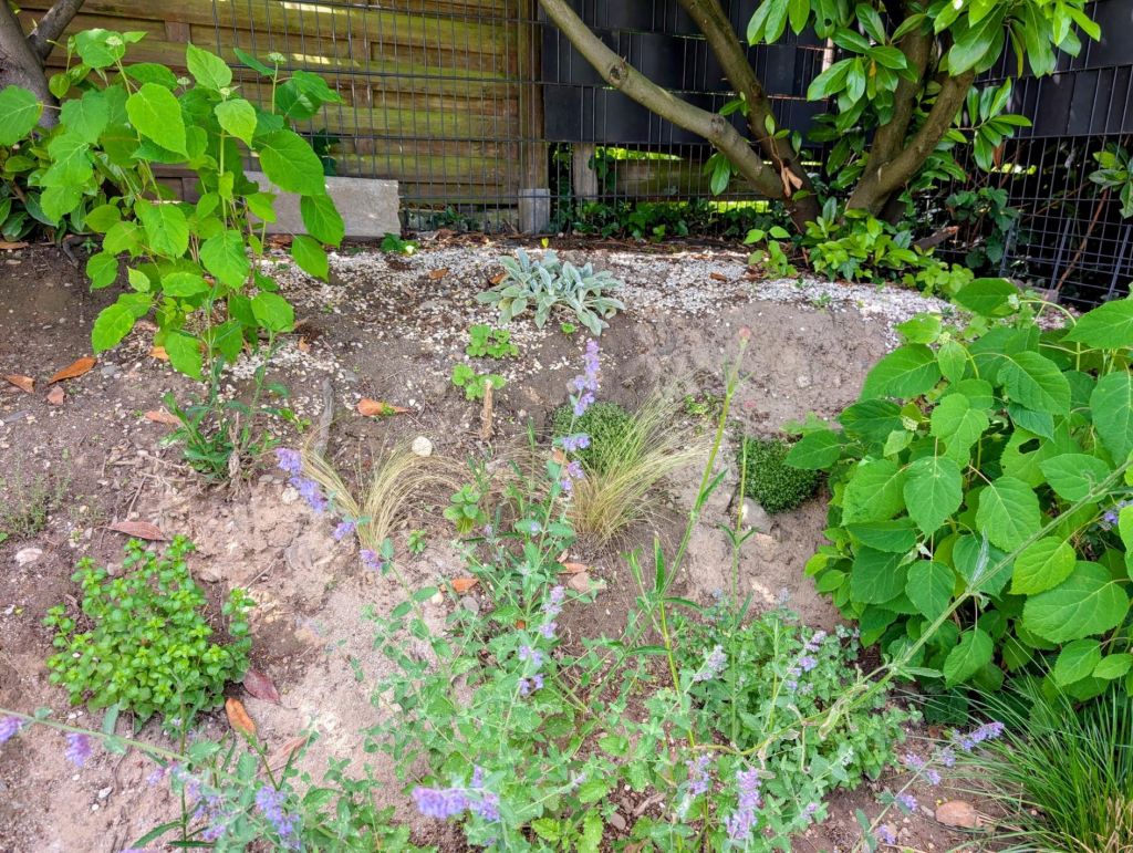 Beet mit vielen Lücken, in denen Unkraut wächst.