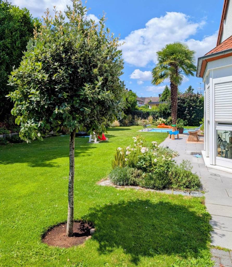 Steineiche im Garten