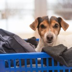 Jack Russel-Terrier sitzt in einem Wäschekorb und schaut in die Kamera