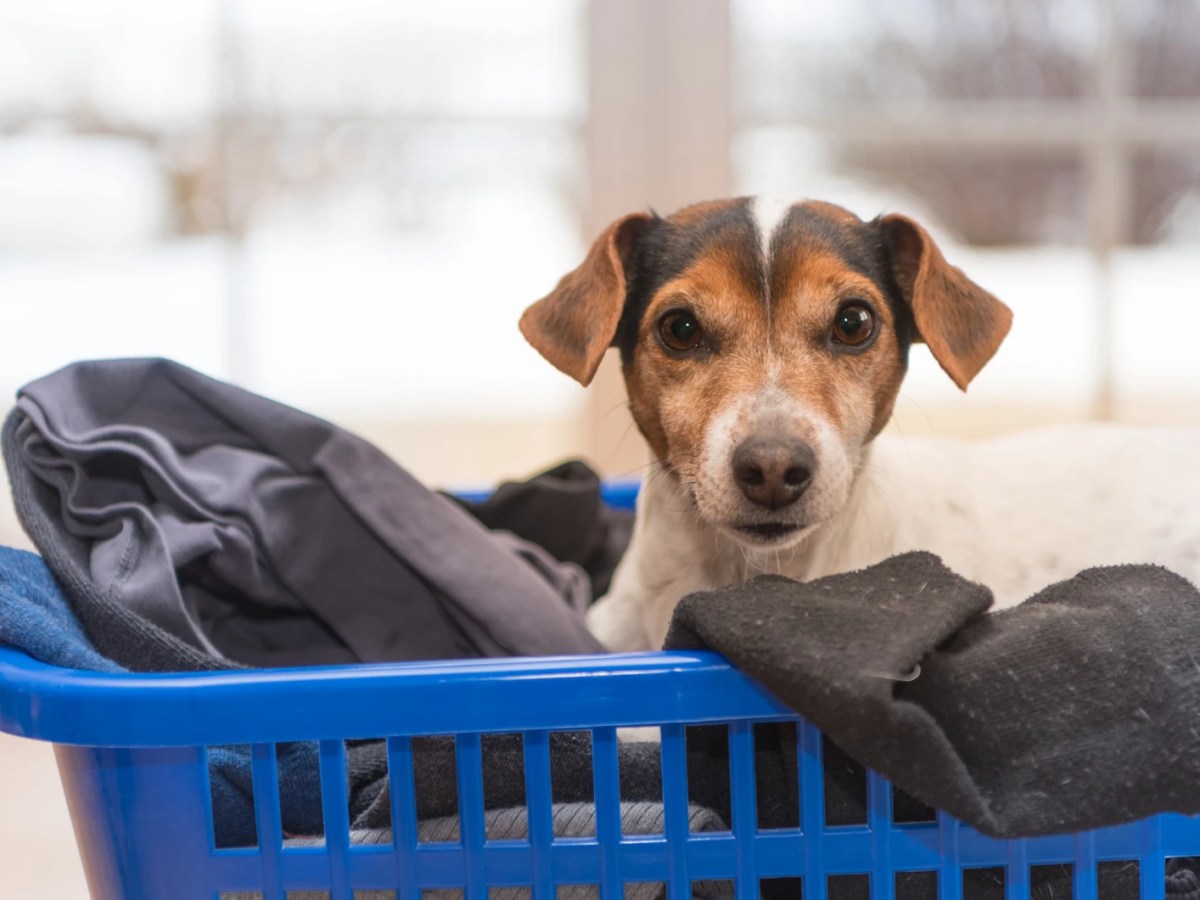 Jack Russel-Terrier sitzt in einem Wäschekorb und schaut in die Kamera