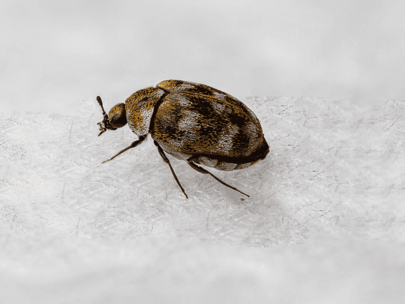 Makro-Aufnahme von einem Teppichkäfer auf weißem Untergrund.