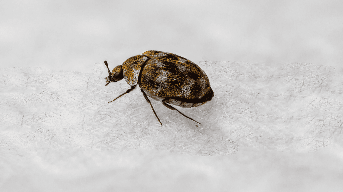 Makro-Aufnahme von einem Teppichkäfer auf weißem Untergrund.