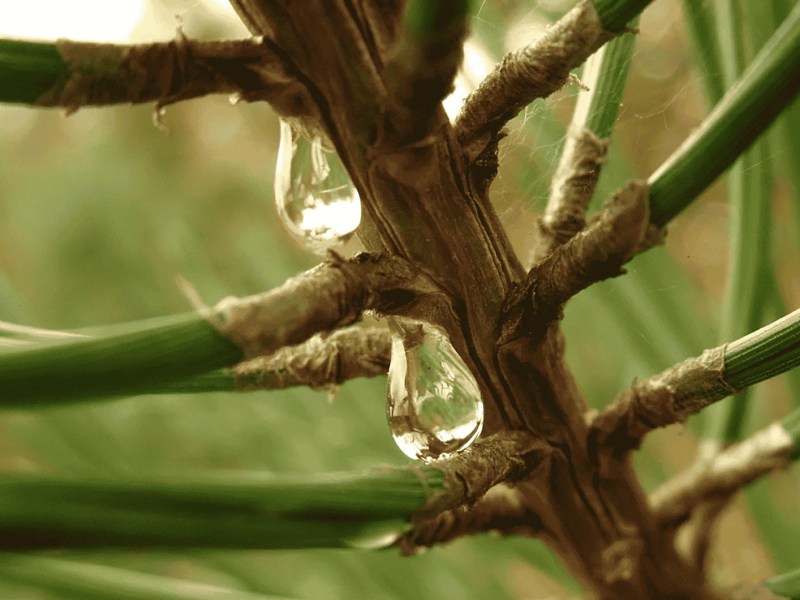 Nahaufnahme eines Tannenbaums mit Harztropfen