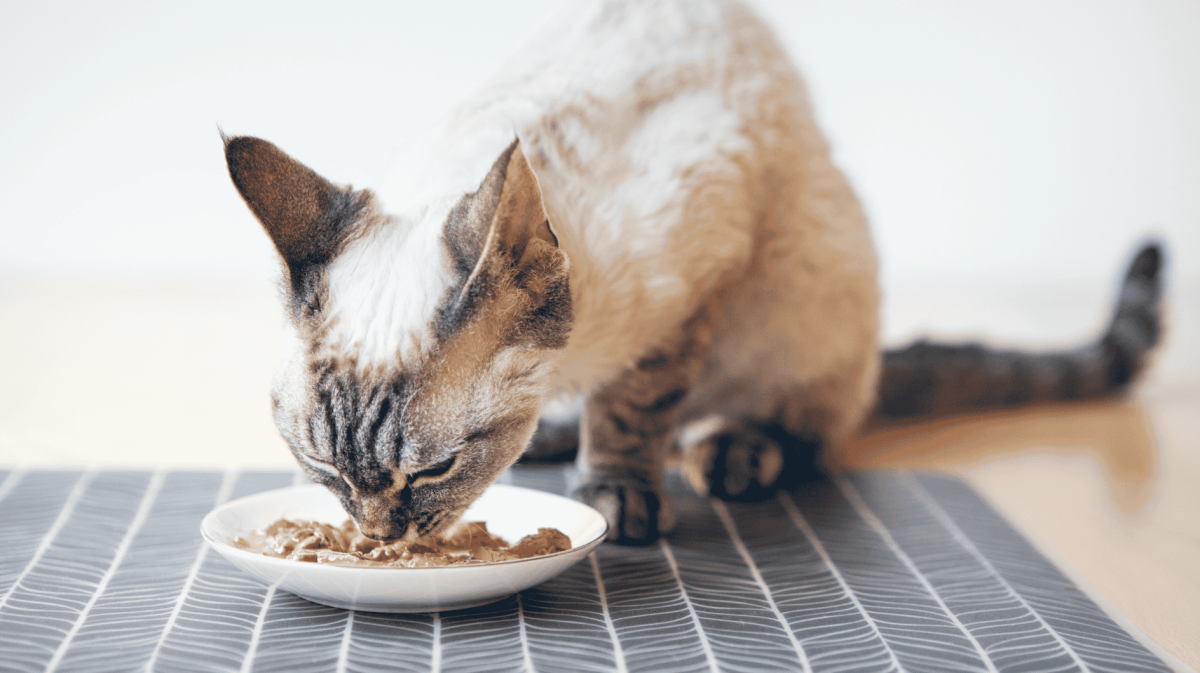 Katze frisst Nassfutter aus Napf.