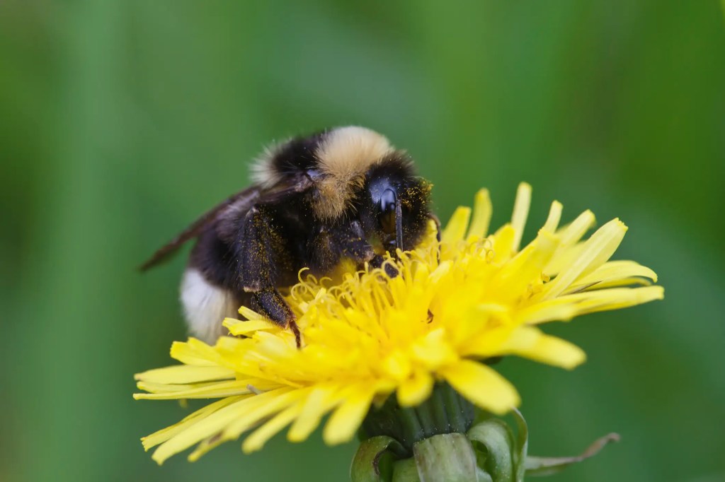 Hummel auf L&ouml;wenzahn