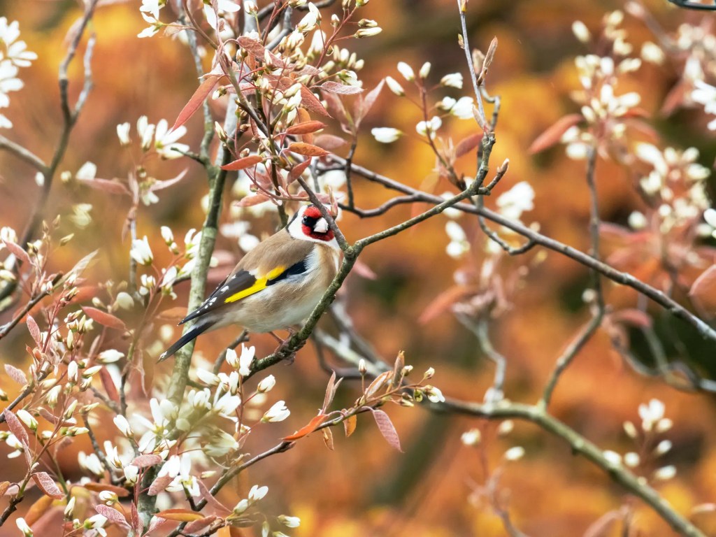 Distelfink in bl&uuml;hender Kupfer-Felsenbirne