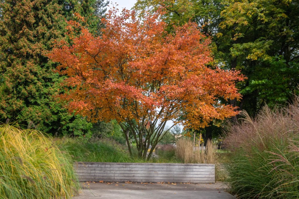 Kupfer-Felsenbirne mit Orangener Herbstf&auml;rbung