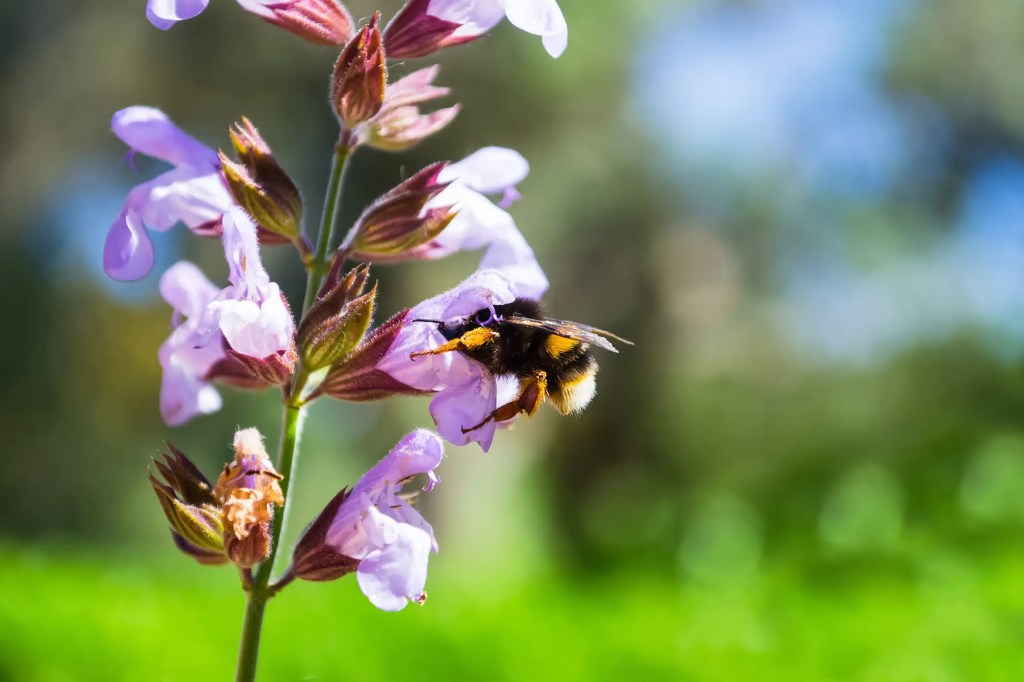 Salbei mit Bl&uuml;ten und Hummel