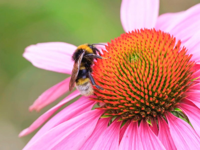 Hummel auf pinker Echinacea Blüte