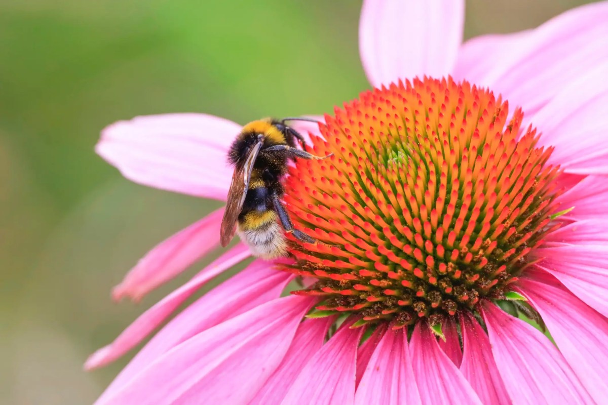 Hummel auf pinker Echinacea Blüte