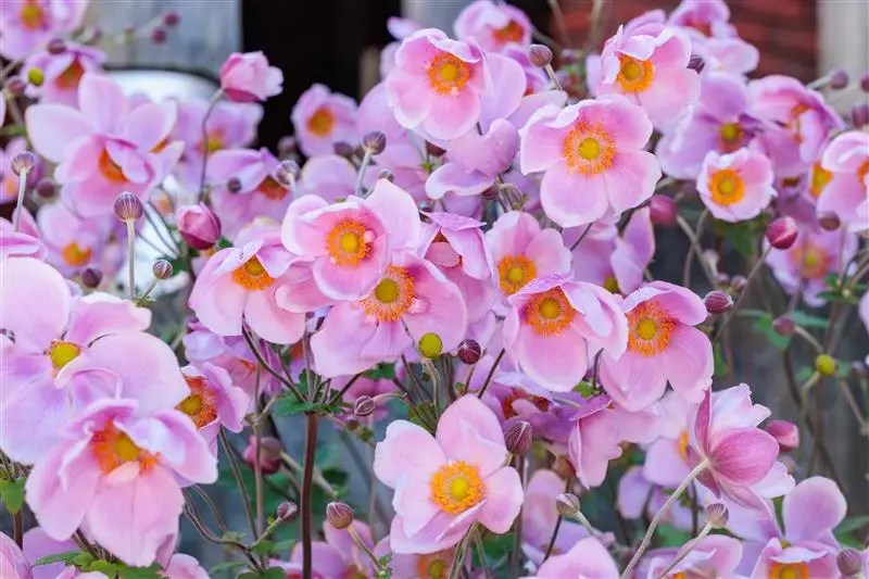 Herbst-Anemone