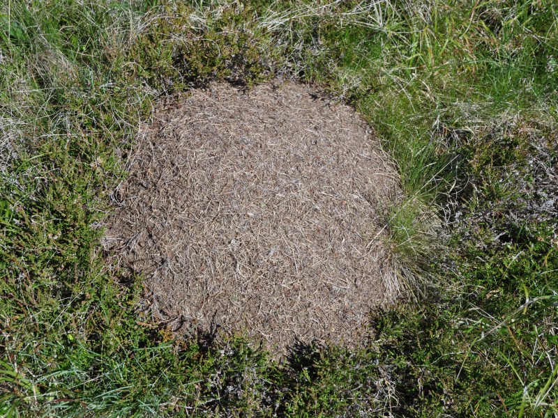 Großes Ameinsennest im Rasen
