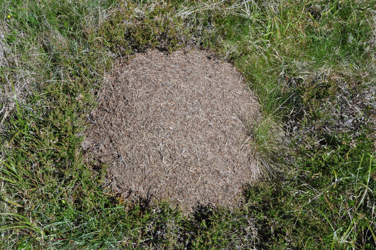 Großes Ameinsennest im Rasen