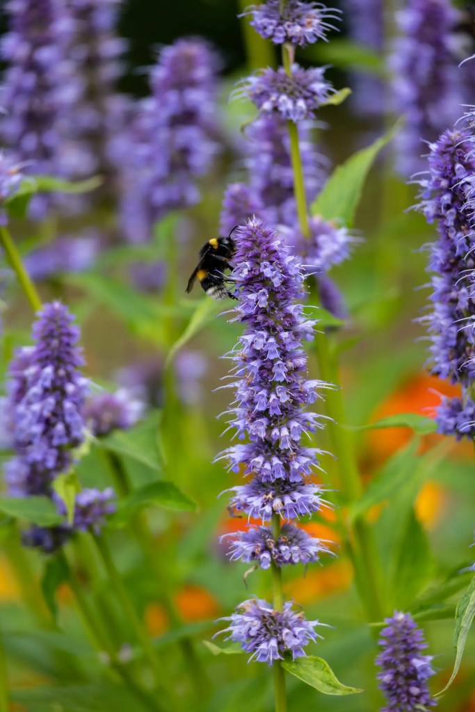 Lila Duftnessel mit Hummel